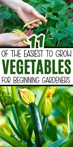 the best to grow vegetables for beginners is in this postcard with text overlay