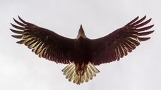 a large bird flying through the air with its wings spread