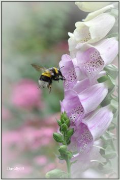 Foxgloves and bee Foxglove Flower, Birds And The Bees, Bee Garden, Bumble Bees, Honey Bees, Deco Floral