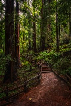 a wooden path in the middle of a forest