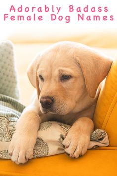 a puppy is laying on the couch with his head resting on the pillow and looking at the camera