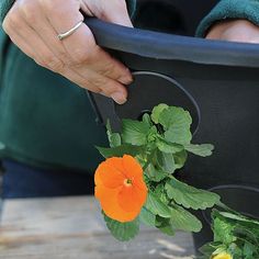 an orange flower in a black pot with green leaves and flowers on the bottom, being held by a woman's hand