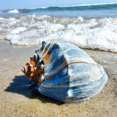 a sea shell on the beach with waves coming in