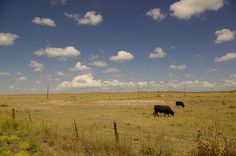 two black cows grazing in an open field under a blue sky with fluffy white clouds