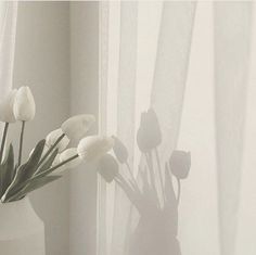 white tulips in a vase on a window sill next to a curtain