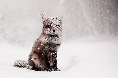 a red fox sitting in the snow with its eyes closed and looking at the camera