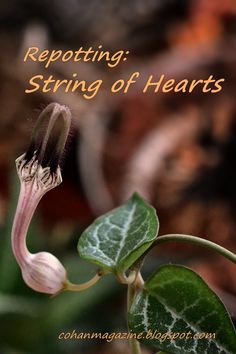 a close up of a flower with the words repotting strings of hearts