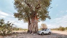 a truck parked under a large tree in the desert