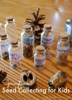 seed collecting for kids in glass bottles with pine cones