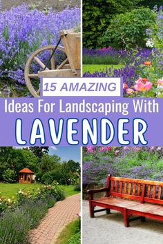 lavender garden with wooden bench in the middle and purple flowers on the other side, surrounded by greenery