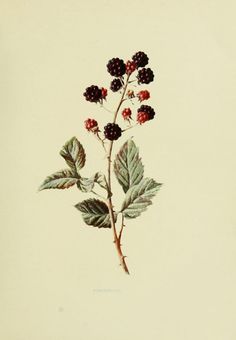 a drawing of a plant with berries on it