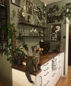 two cats sitting on top of a counter in a room filled with pictures and plants