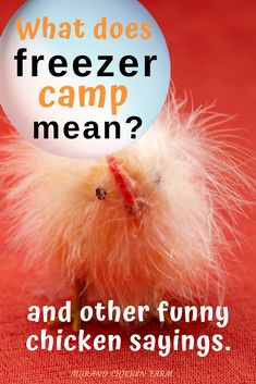 What does Freezer Camp mean? If you've heard this funny sounding phrase when talking about chickens you might be surprised to learn what it really is. In fact, there are several different phrases that backyard chicken keepers say that you might not know the true meaning of. Funny chicken saying and meanings. Chicken Story, Chicken Pictures, Chicken Keeping, Backyard Chicken Farming, Guinea Fowl, Funny Chicken, Cute Chickens