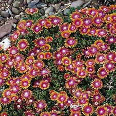 an orange and pink flower in the middle of some rocks with a white cat laying on it