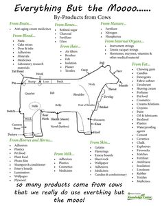 a diagram showing the parts of a cow that is labeled in green and black text