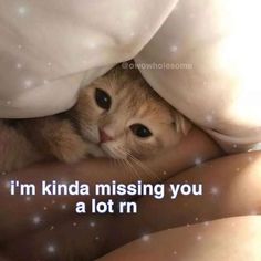 I Miss You Cat Picture, Cute Love Pfp, Cute Pfp For Tiktok, Friend Crush, Miss You Babe, Funniest Pics, Wholesome Pictures, I Miss You Quotes, Cute Love Memes