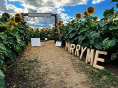 a sunflower field with the words marry me cut out in wood letters on them