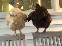 two chickens standing on the back of a wooden bench next to each other in front of a window