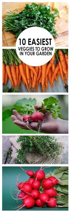 carrots, radishes and parsley on a table with text overlay that says 10 easy ways to grow veggies in your garden