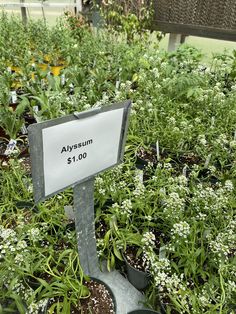 there is a sign that says alysum $ 100 in front of some plants