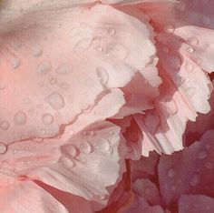 pink and white flowers with water droplets on them