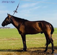 a brown horse standing on top of a lush green field