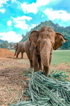 an elephant standing on top of a pile of grass