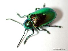 a green beetle sitting on top of a white surface