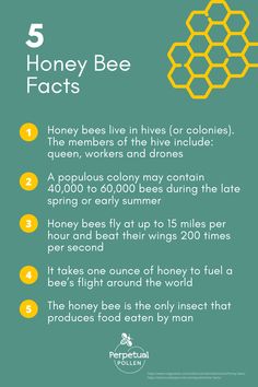 the honey bee fact is shown in yellow and green, with information on how to use it