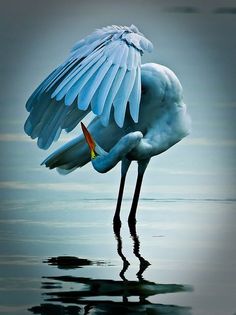 a large white bird standing on top of a body of water