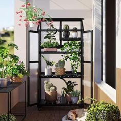 an outdoor balcony with potted plants on the shelf and cat sleeping in the corner