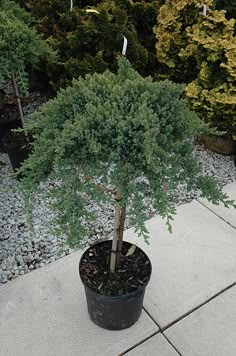 a small tree in a black pot on a sidewalk next to some bushes and trees