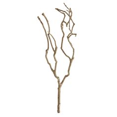 a tree branch is shown against a white background