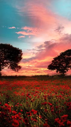 two trees in the middle of a field full of red flowers at sunset or dawn