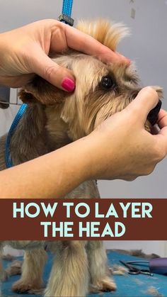 a dog getting its hair cut by a person with the words how to layer the head