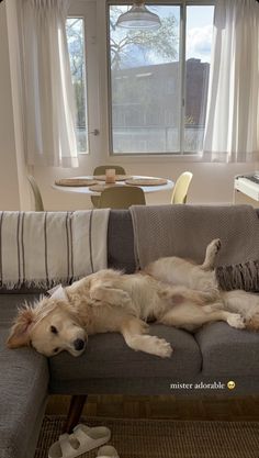 a dog laying on top of a couch in a living room next to a window