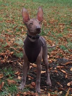 a small brown dog standing on top of a leaf covered field