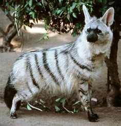 a striped hyena is standing in front of some trees and bushes, looking at the camera