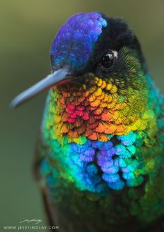 the colorful bird is sitting on top of the tree branch with it's beak open