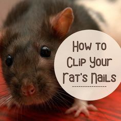 a close up of a rat with the words how to clip your rat's nails