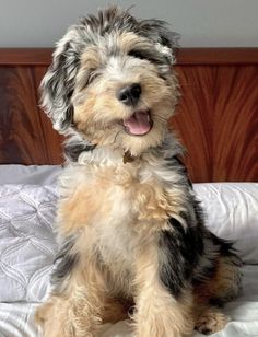 a small dog sitting on top of a bed