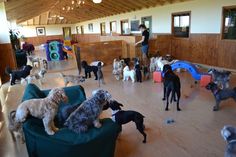 there are many dogs in the living room playing with toys on the floor and people standing around