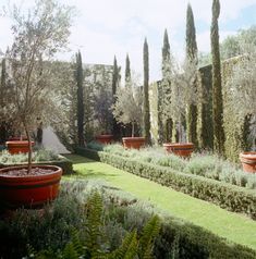 the garden is full of potted plants and trees