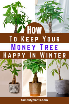 how to keep your money tree happy in winter - simply plantants com / blog