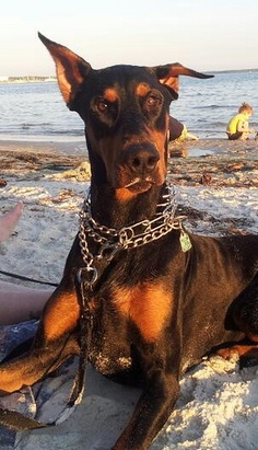 a black and brown dog laying on top of a sandy beach