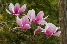 pink flowers blooming on a tree branch in front of some green leaves and trees