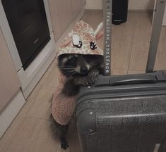 a raccoon with a hat on its head is standing next to a suitcase