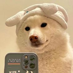 a white dog wearing a hat and holding a cell phone