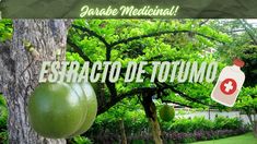 an image of a tree with some fruit hanging from it's branches and the words estracto de totuno in spanish