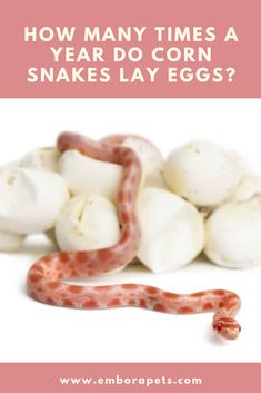 a snake and mushrooms with the words how many times a year do corn snakes lay eggs?